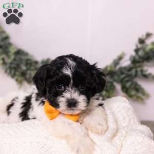Tobby, Teddy Bear Puppy